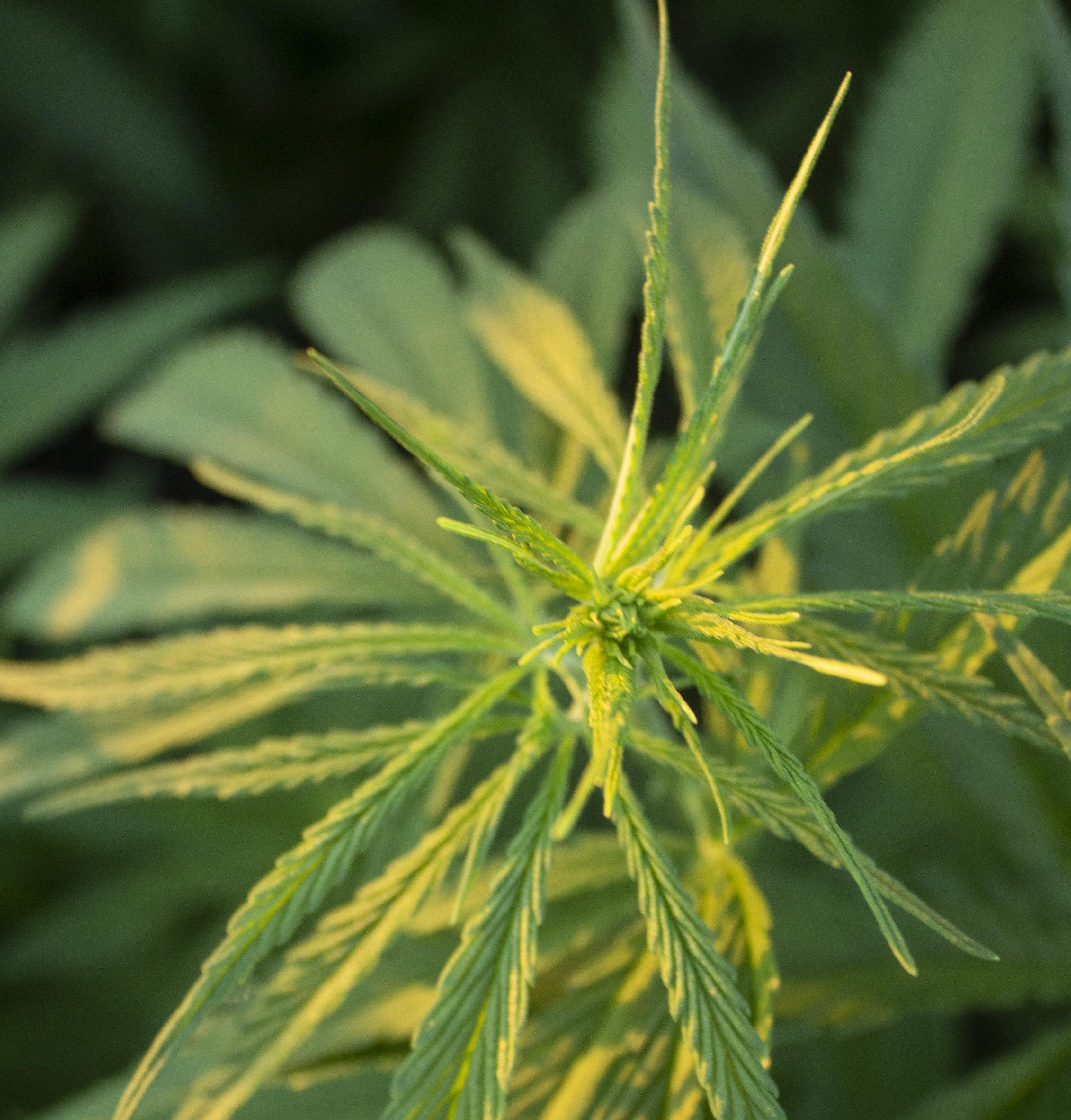 Hemp