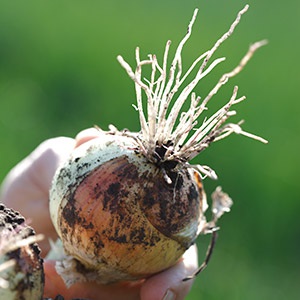 Onions